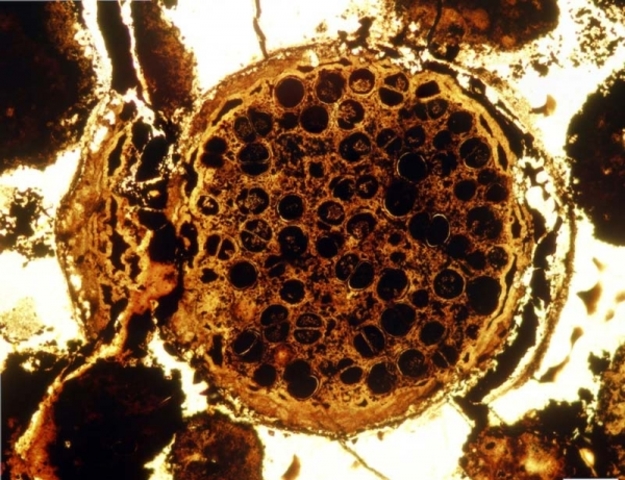 PRIMEROS ORGANISMOS PLURICELULARES