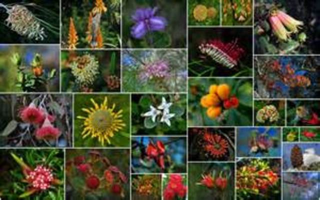 DESARROLLO Y EXPANSIÓN DE LAS FLORES