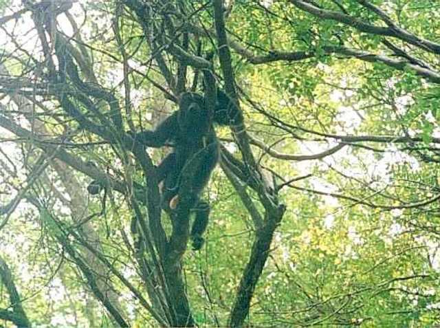 LOS MONOS BAJAN DE LOS ÁRBOLES