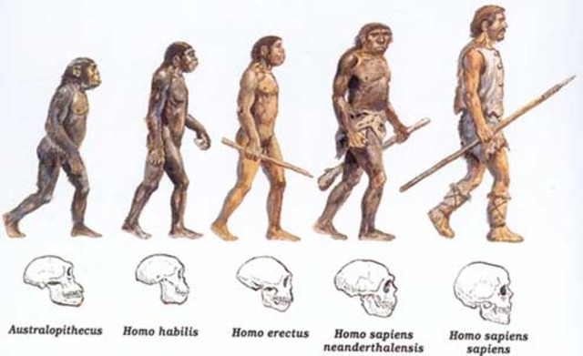 EVOLUCIÓN DEL LINAJE MODERNO EN ÁFRICA