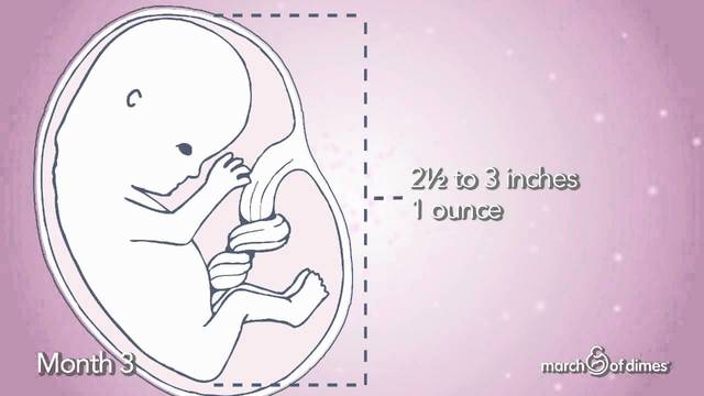 Third Month for Baby