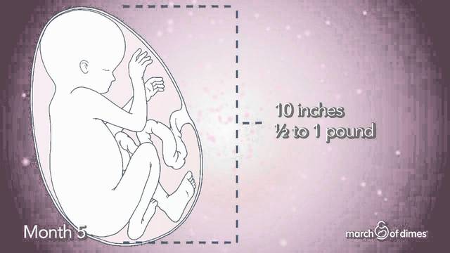 Fifth Month for Baby