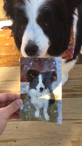 Getting Jesse (My Mom's Border Collie)
