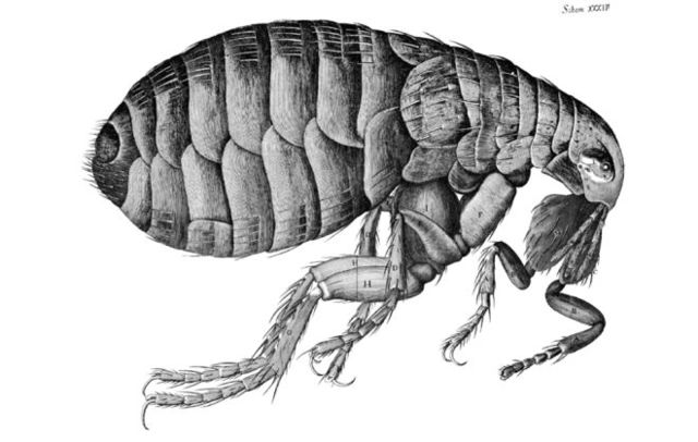 Plague Fleas