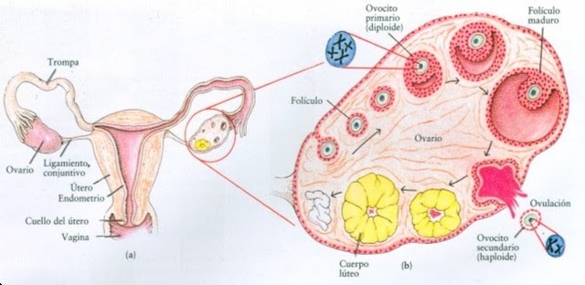 Semana 1 de embarazo