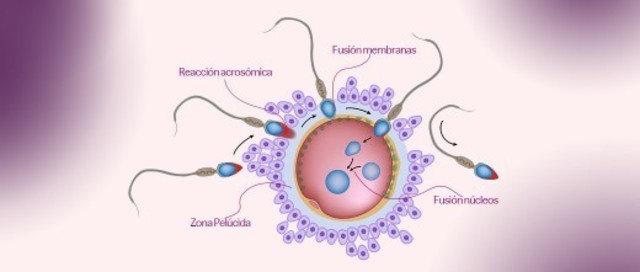 Semana 3 de embarazo