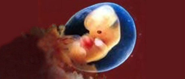 Semana 6 de embarazo