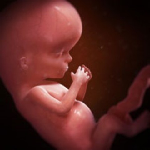 Semana 13 de embarazo