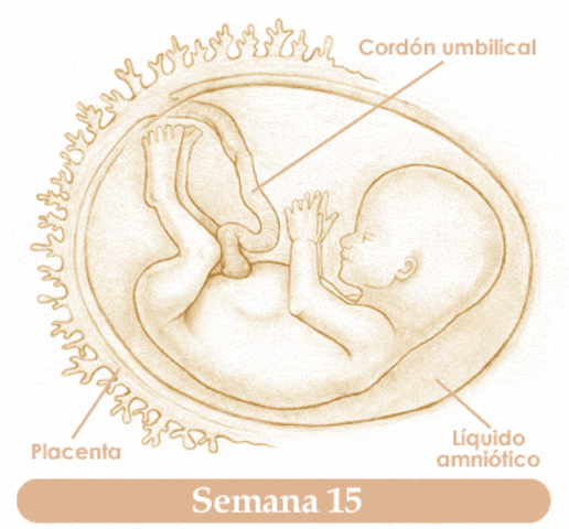 Semana 15 de embarazo