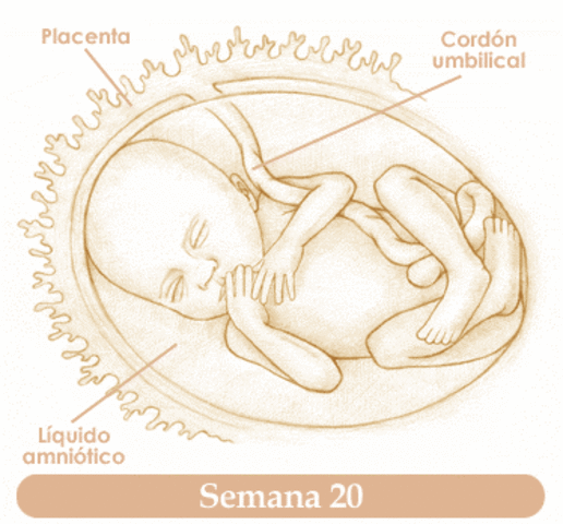 Semana 20 de embarazo