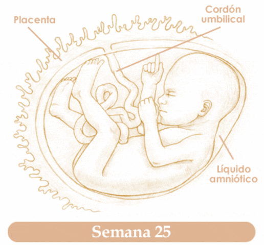 Semana 25 de embarazo
