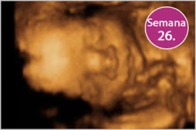 Semana 26 de embarazo