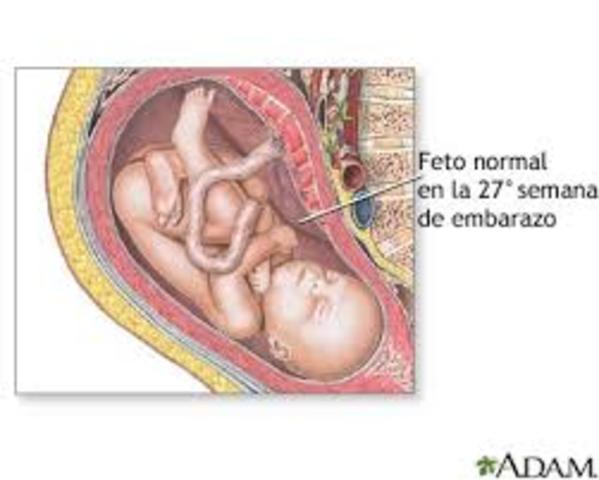 Semana 27 de embarazo