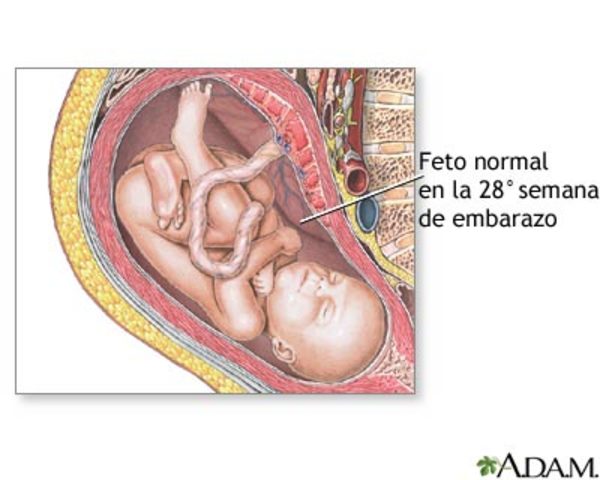 Semana 28 de embarazo
