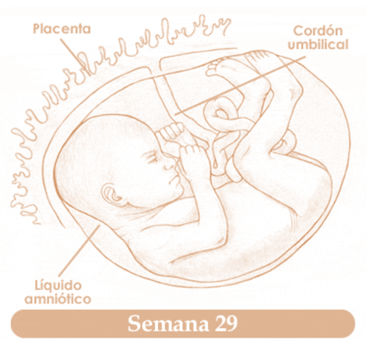 Semana 29 de embarazo