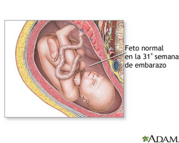 Semana 31 de embarazo