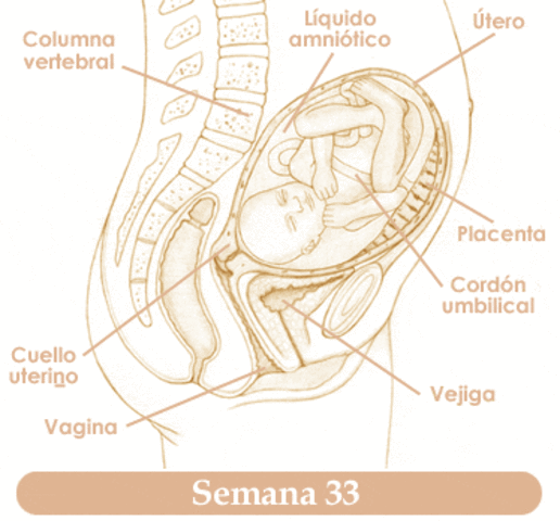 Semana 33 de embarazo
