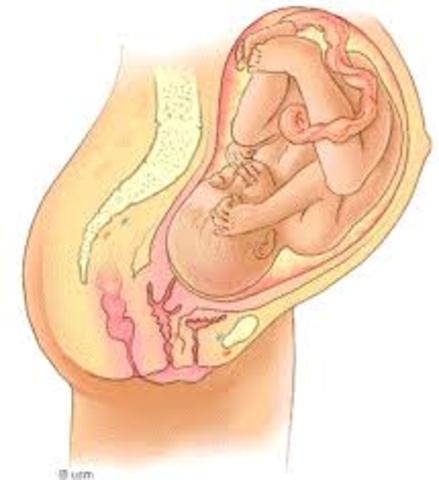 Semana 35 de embarazo