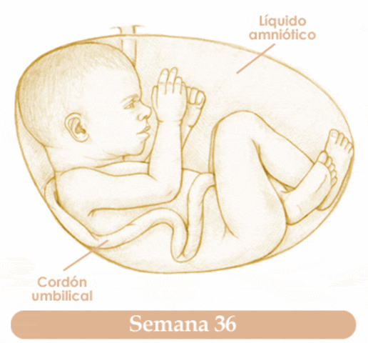 Semana 36 de embarazo