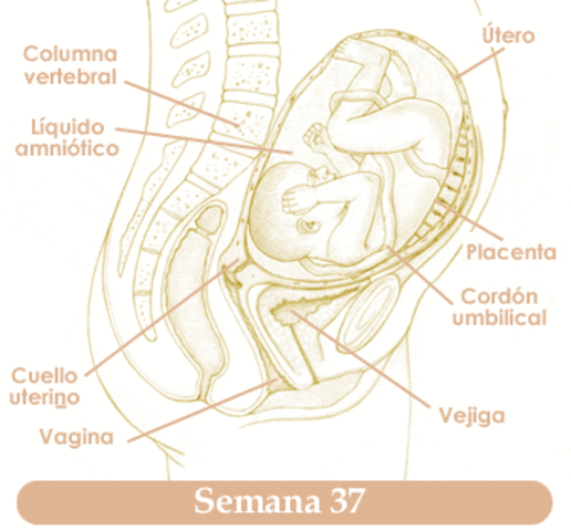 Semana 37 de embarazo