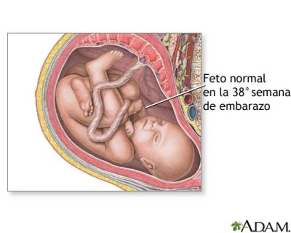 Semana 38 de embarazo