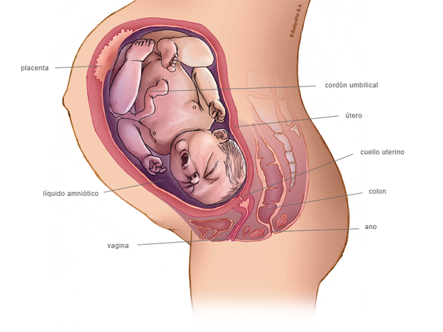 Semana 39 de embarazo