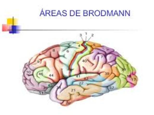 Korbinian  Brodmann( áreas funcionales en la corteza)