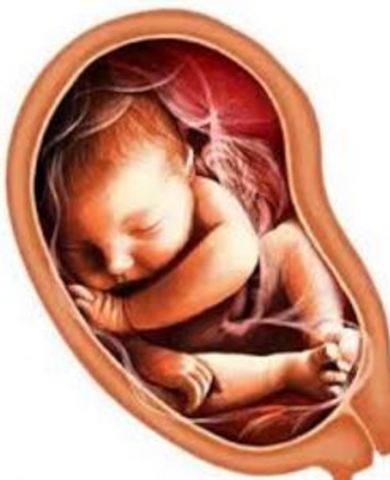 Octavo mes (27 a 30 semanas)