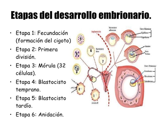 4°  y 5° día.  Blástula o blastocito temprano y blastocito tardío