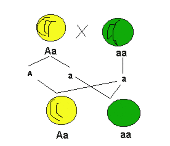 LEYES DE LA HERENCIA (MENDEL)