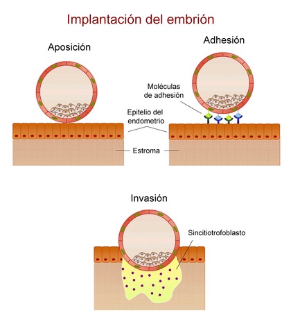 7° al 9° día. Proceso de