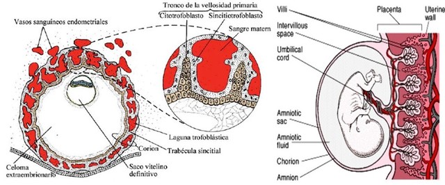 10° y 11° día. Circulacion placentaria primitiva.