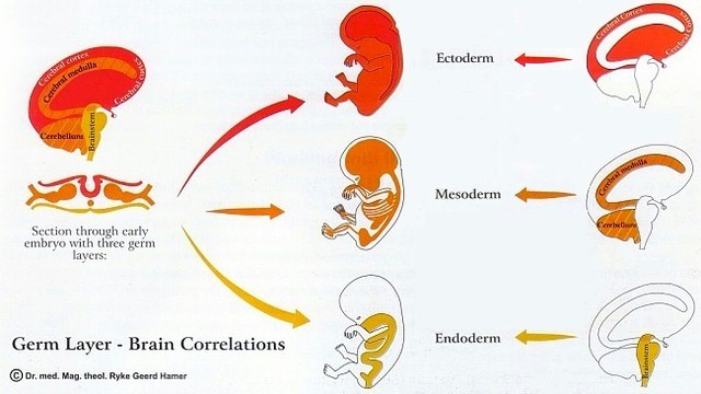 3ra. semana (Fase de embrión)