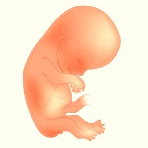 3er. mes/semanas 9-12 (Fase fetal)