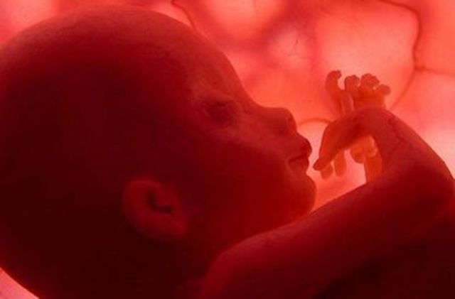 6to. mes/semanas 21-25 (Fase fetal)