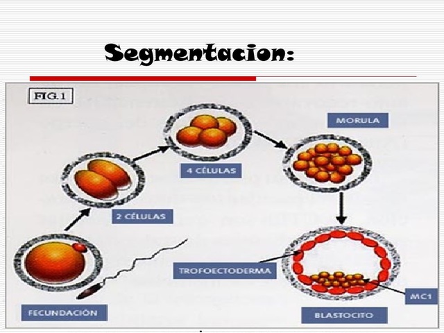 Segmentación y compactación (tercer o cuarto día)