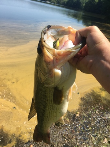 Caught my first largemouth bass