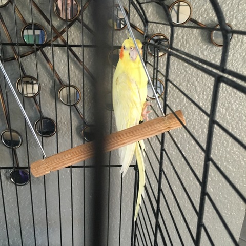 A new member of the family