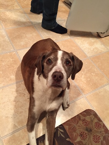 Getting Our First Family Pet