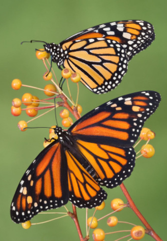 Adult Butterfly emerges out of Chrysalis