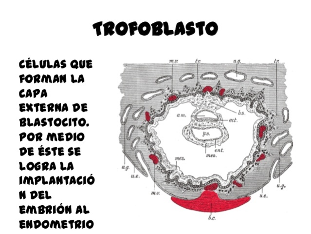 Trofoblasto