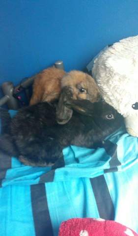 Got 2 new rabbits