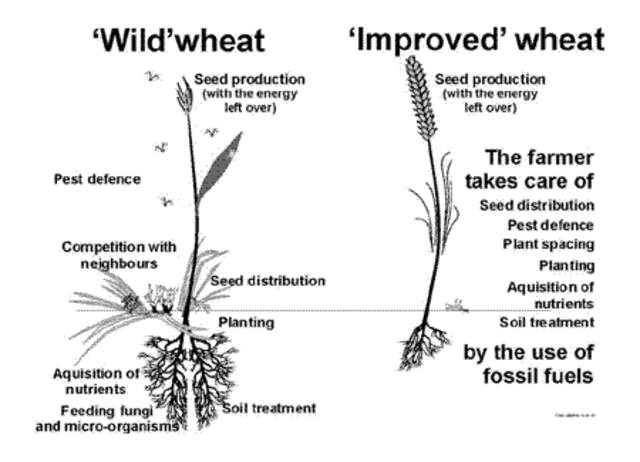 Domestication of Plants & Animals