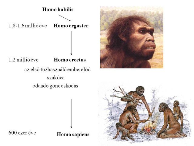 Homo Sapiens ( bölcs ember) elterjedése