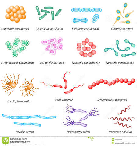 Taxonomia bacterias