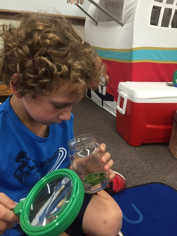 Monarch Study Begins