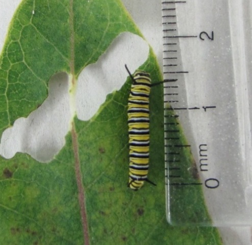 Caterpillar is growing.