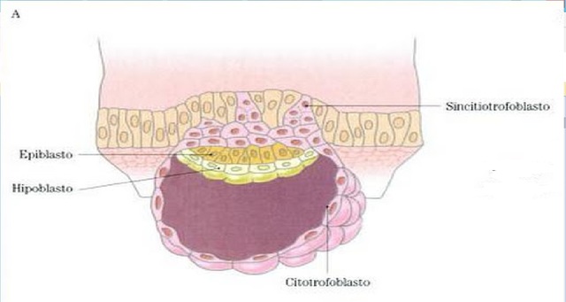 Disco bilaminar (octavo día)