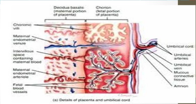 Circulación útero-placentaria primitiva (octavo-noveno día)