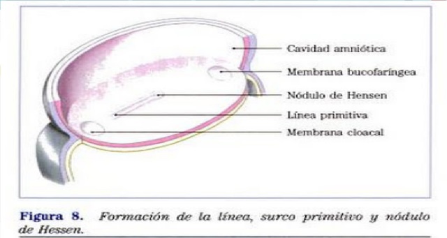 Formación de las tres capas germinativas